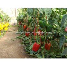 SP28 Lunmei maturação precoce ao ar livre plantio de sementes de pimenta doce, campo aberto plantio de sementes